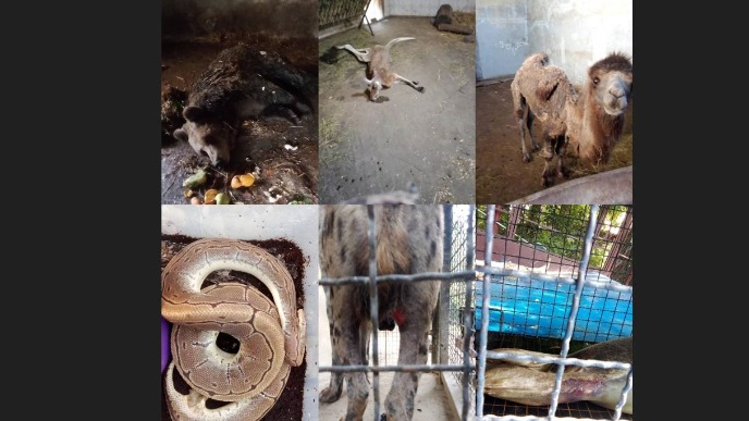 Sunovrat Palićkog zoo vrta